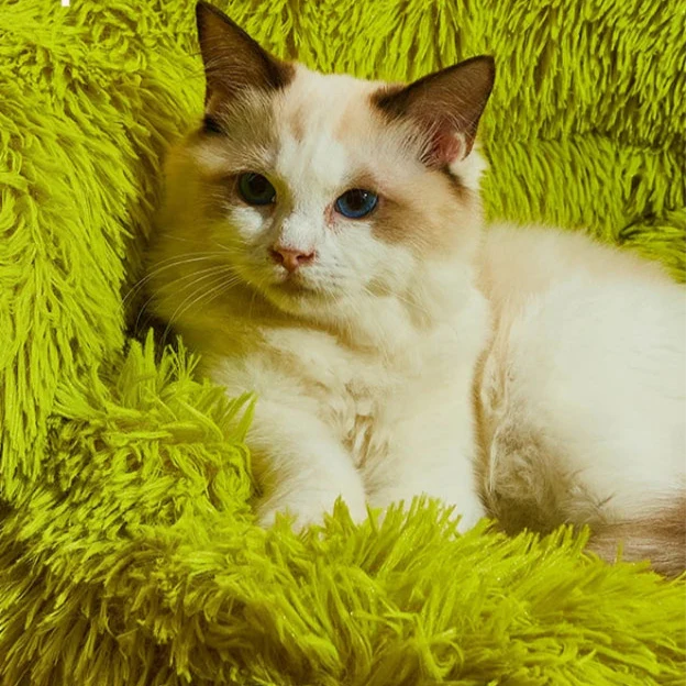 Puff Divertido Pet Gift